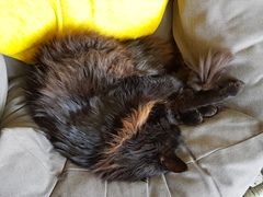 Chez Ollie - All welcome especially Not My Cats. General Cat chat thread