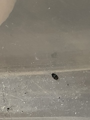 Please help identify this bug