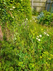 Wild flowers