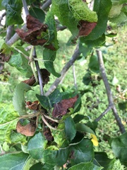 My apple tree is looking awful- any advice you wise gardening people?