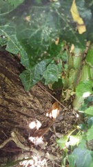 What is growing from my tree?