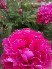 Show us your peonies!