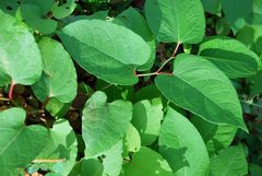 Is this Japanese Knotweed?
