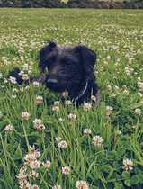 Please show me your dogs...old and young!