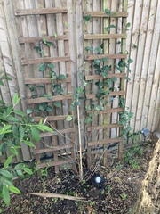 Does my honeysuckle look OK or is dying?