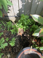 Two plant IDs, probably weeds