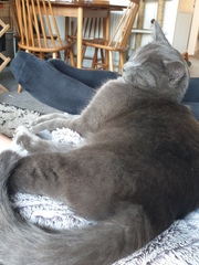 Let's see your sleeping cat pictures