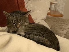 What's your DCat up to today? (Thread 8)