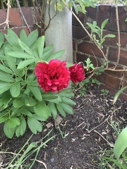 Show us your peonies!