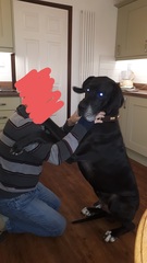 Does your dog sit like this?