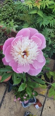 My name is Rosebush and I’m a plant hoarder...anyone else?