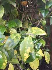 Camellia help needed!