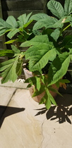 Plant identification please