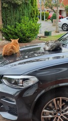 Chez Ollie - All welcome especially Not My Cats. General Cat chat thread