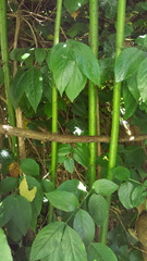 What is growing from my tree?