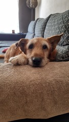 Adopting an old boy - am I crazy?