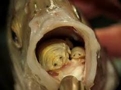 Animals that are...creepy...
