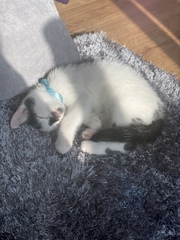 Help me name this kitten PLEASE !!!!