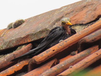 Fledgeling ID anyone please?  It's not a pretty one.