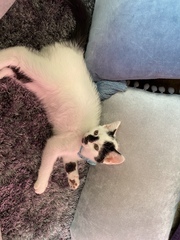 Help me name this kitten PLEASE !!!!