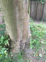 Is this tree next to my house dying?