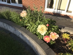 Show us your peonies!