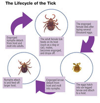 Fucking ticks