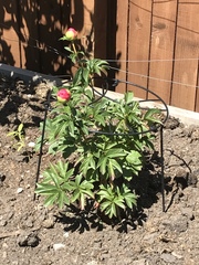 Show us your peonies!