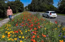 Wild flowers