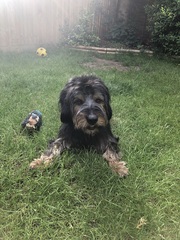 Please show me your dogs...old and young!