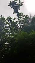 How to trim neighbour's pine tree hanging out on our side