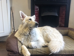 Is there a breed I'm missing?