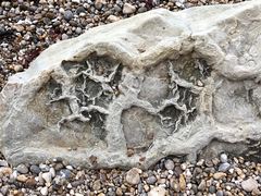 Nature appreciation thread