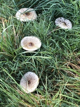 Nature appreciation thread