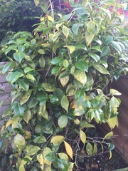 Camellia help needed!