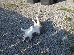 Chez Ollie - All welcome especially Not My Cats. General Cat chat thread