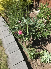 Show us your peonies!