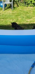 Paddling pools and inquisitive cats?