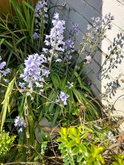 Can anyone identify these plants please?