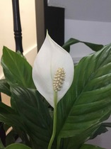 Can anyone identify this houseplant?