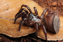 Animals that are...creepy...