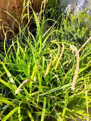 Can anyone identify these plants please?