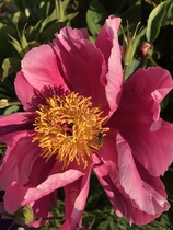 Show us your peonies!