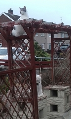 ‘Do cats have any friends?’
