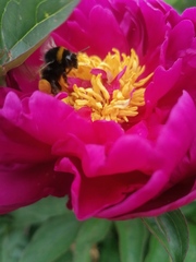 Show us your peonies!