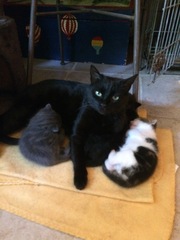Stinky cat with Kittens