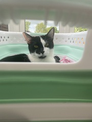Chez Ollie - All welcome especially Not My Cats. General Cat chat thread