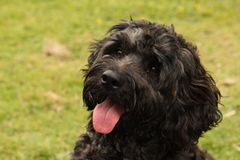 Name your crossbreed - I have a Whaffy.