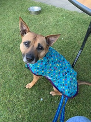 Name your crossbreed - I have a Whaffy.