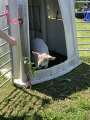 Knit, Crochet and Natter 5 - the roadmap to MORE YARN!